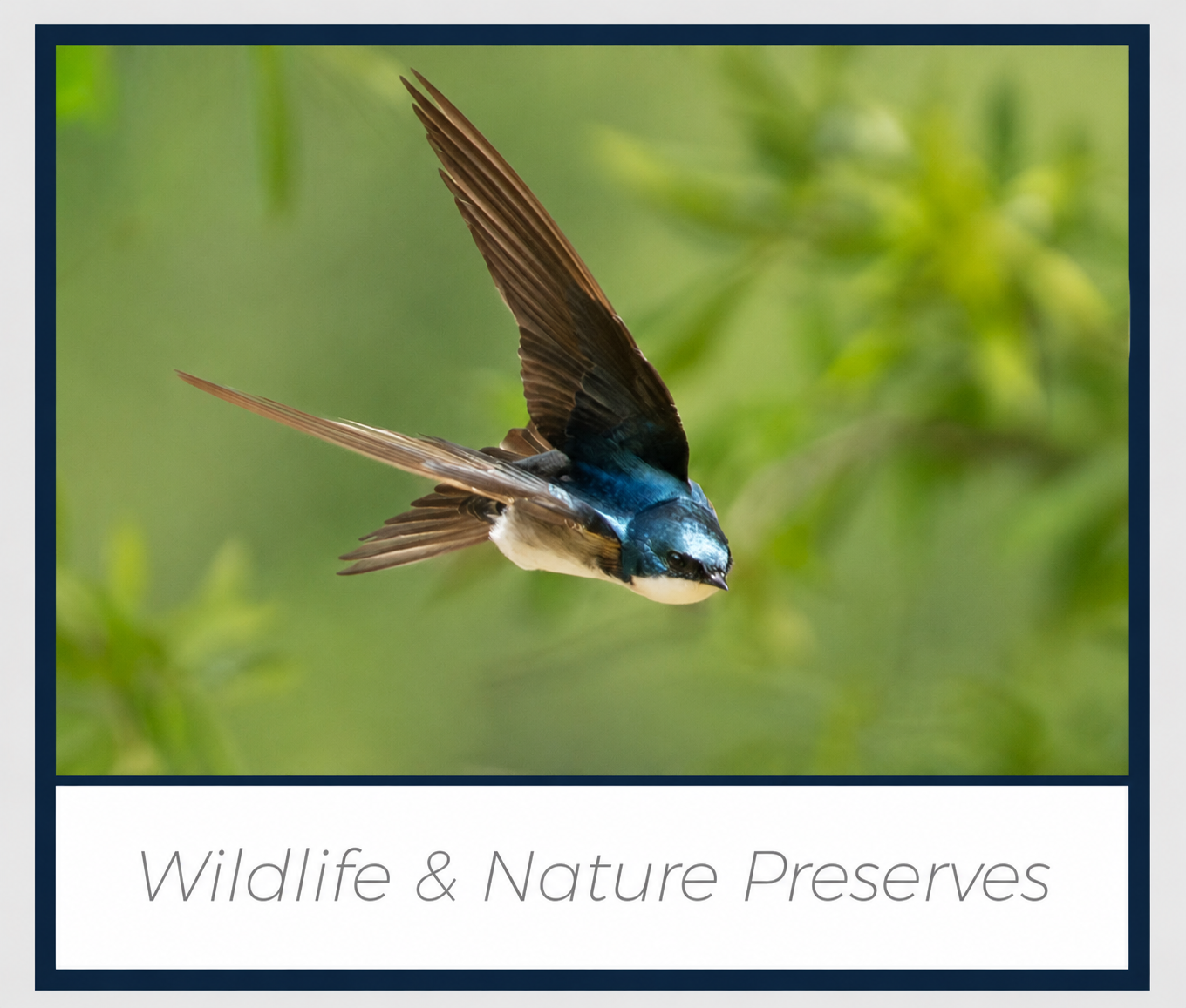 ben ivins media wildlife and nature preserve images